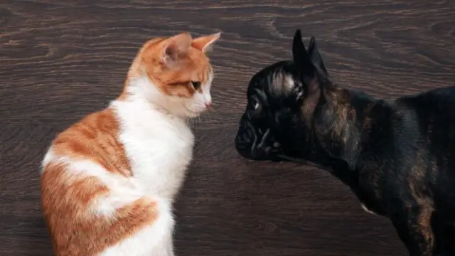 猫と仲良くできない犬種は？仲良くできる犬種もまとめてみた