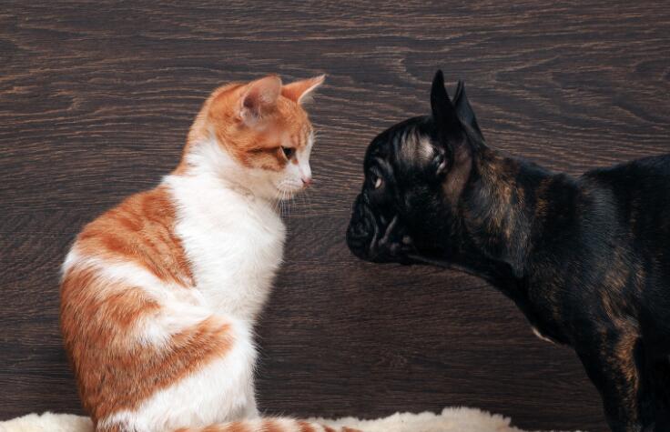 猫と仲良くできない犬種は?仲良くできる犬種もまとめてみた
