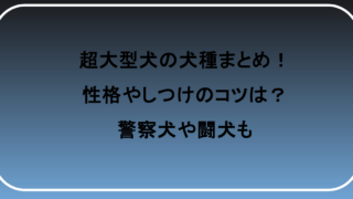 超大型犬の犬種まとめ！性格やしつけのコツは？警察犬や闘犬も