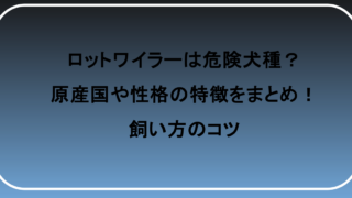 ロットワイラーは危険犬種？原産国や性格の特徴をまとめ！飼い方のコツ