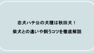 忠犬ハチ公の犬種は秋田犬!柴犬との違いや飼うコツを徹底解説