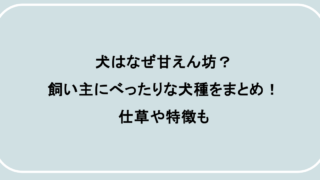 犬はなぜ甘えん坊？飼い主にべったりな犬種をまとめ！仕草や特徴も