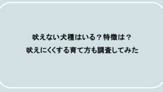 吠えない犬種はいる?特徴は?吠えにくくする育て方も調査してみた